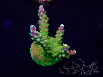 WYSIWYG Acropora Mariculture acclimaté led