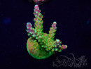 WYSIWYG Acropora Mariculture acclimaté led