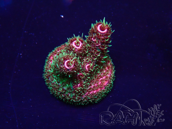 WYSIWYG Acropora Marikultur akklimatisiert LED