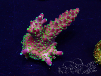 WYSIWYG Acropora 15J4 Mariculture acclimaté led
