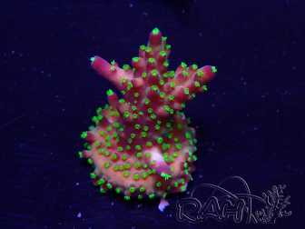 WYSIWYG Acropora Mariculture acclimaté led