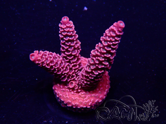 WYSIWYG AcroporaMariculture acclimated LED