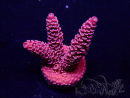 WYSIWYG Acropora 15J10 Mariculture acclimaté led