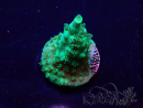 WYSIWYG Acropora Maricultura aclimatada LED