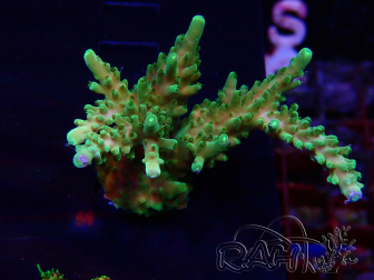 WYSIWYG Acropora tenuis Maricoltura acclimatata led