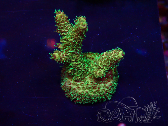 WYSIWYG Acropora acclimaté led