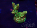 WYSIWYG Acropora akklimatisiert LED