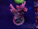 WYSIWYG Acropora millepora Mariculture acclimaté led