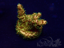 WYSIWYG Acropora millepora Maricultura acclimatato led