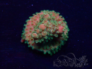 WYSIWYG Acropora acclimaté led