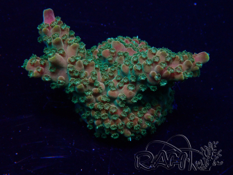 WYSIWYG Acropora Maricoltura acclimatata a led