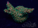 WYSIWYG Acropora Maricultura aclimatada LED