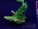 WYSIWYG Acropora 15K9 Mariculture acclimaté led
