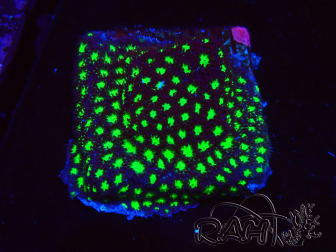 WYSIWYG - RAH Leptastrea Glowworm