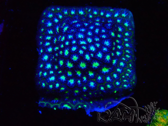 WYSIWYG - RAH Leptastrea Aurora Borealis