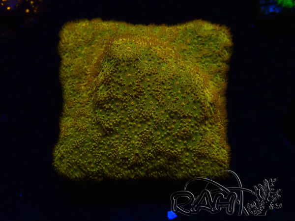 WYSIWYG - RAH Psammocora Dendelion