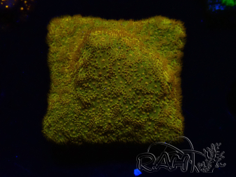 WYSIWYG - RAH Psammocora Dendelion