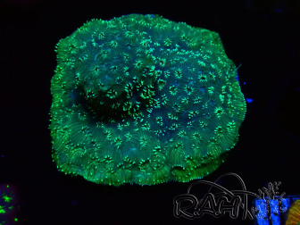 WYSIWYG - RAH Pavona maldivensis Green