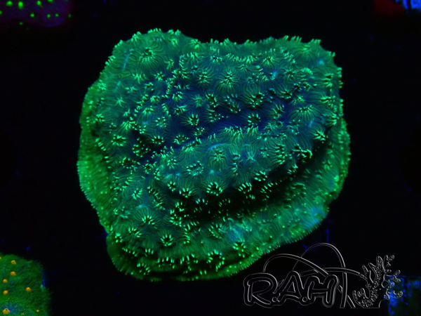 WYSIWYG - RAH Pavona maldivensis Green