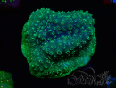WYSIWYG - RAH Pavona maldivensis Green