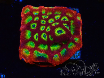 WYSIWYG - JF Favia Lemon Lime 3E3