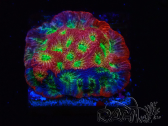 WYSIWYG - JF Favia Dayglo