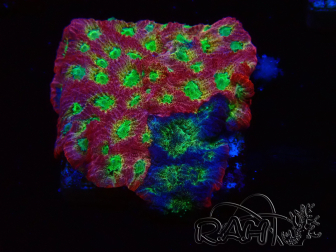 WYSIWYG - JF Favia Dayglo
