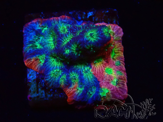 WYSIWYG - JF Favia Dayglo 3E6