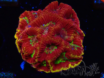 WYSIWYG - RAH Favia Vulcania 3F12