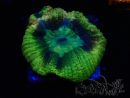 WYSIWYG - RAH Goniastrea Crown of Jewels 3H12