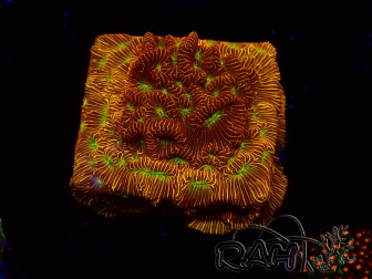 WYSIWYG - JF Leptoseris Jack O Lantern