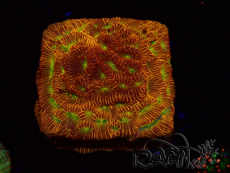 WYSIWYG - JF Leptoseris Jack O Lantern