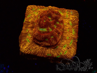 WYSIWYG - JF Leptoseris Jack O Lantern