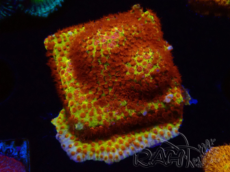 WYSIWYG - JF Stylocoeniella Burning banana 3K4