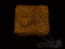 WYSIWYG - WWC Lithophyllon C3PO