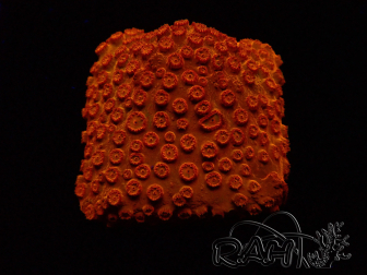 WYSIWYG - BigR Cyphastrea Sunkist