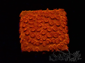 WYSIWYG - BigR Cyphastrea Sunkist