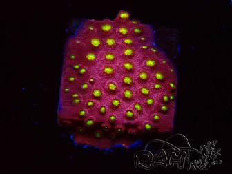 WYSIWYG - CB Cyphastrea Blingbling