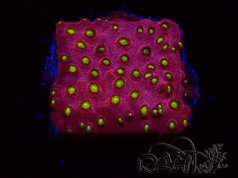 WYSIWYG - CB Cyphastrea Blingbling 3M8