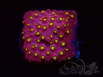 WYSIWYG - CB Cyphastrea Blingbling 3M9