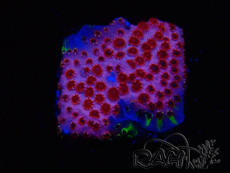 WYSIWYG - BigR Cyphastrea Skittles Bomb