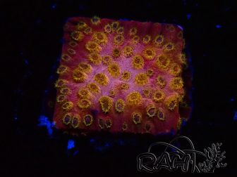 WYSIWYG - WWC Cyphastrea Copper head