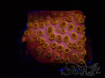 WYSIWYG - WWC Cyphastrea Copper head