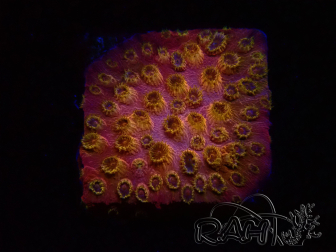 WYSIWYG - WWC Cyphastrea Copper head