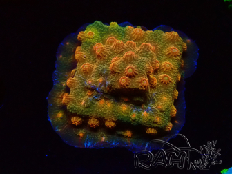 WYSIWYG - Tyree Cyphastrea Red Brick