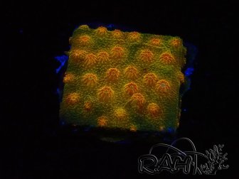 WYSIWYG - Tyree Cyphastrea Red Brick