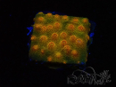 WYSIWYG - Tyree Cyphastrea Red Brick