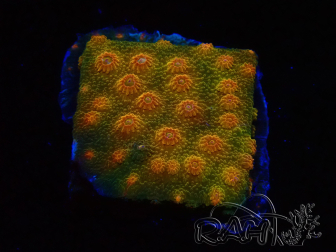 WYSIWYG - Tyree Cyphastrea Red Brick