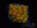 WYSIWYG - Tyree Cyphastrea Red Brick