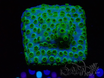 WYSIWYG - RAH Cyphastrea Minefiels